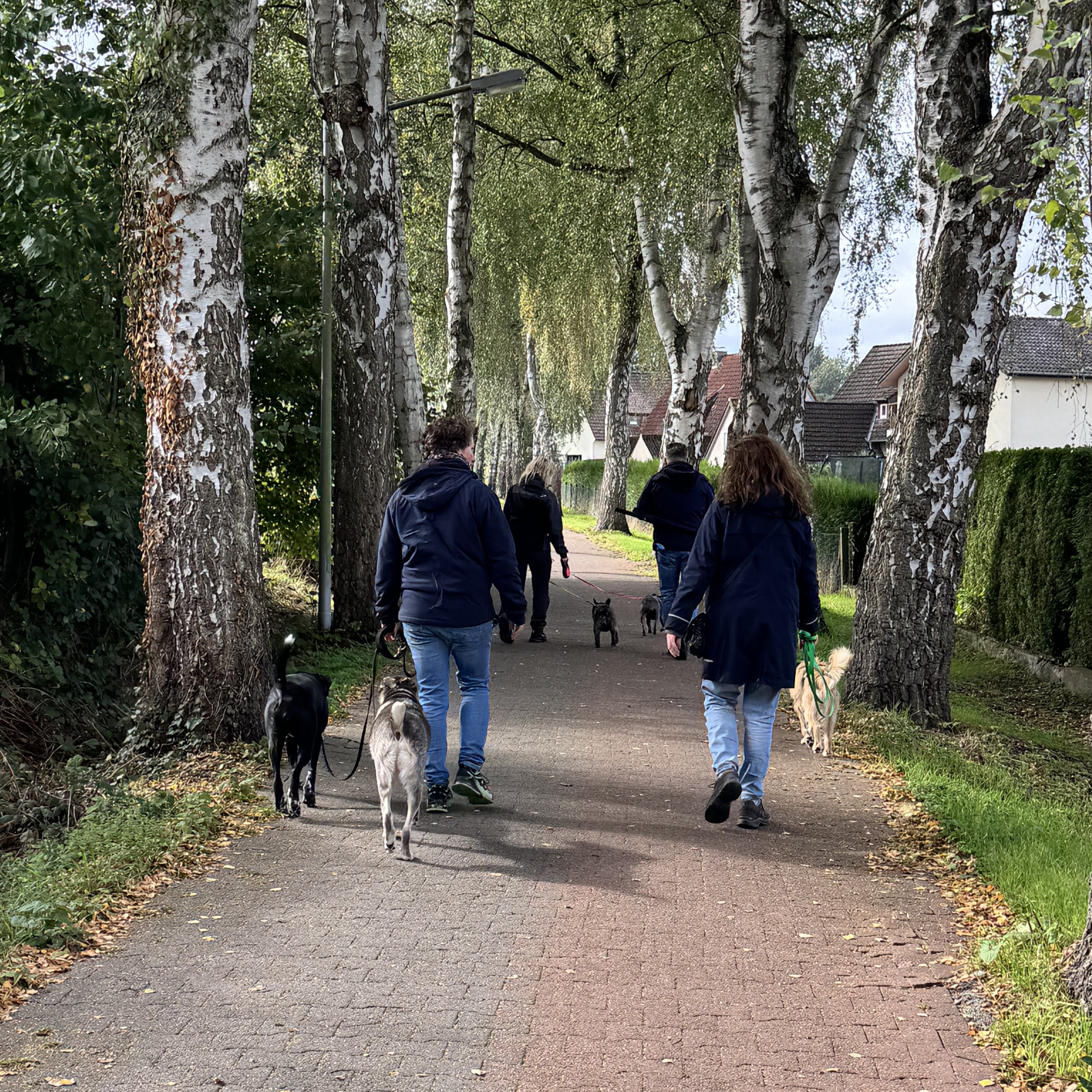 Spendenspaziergang mit Hunden